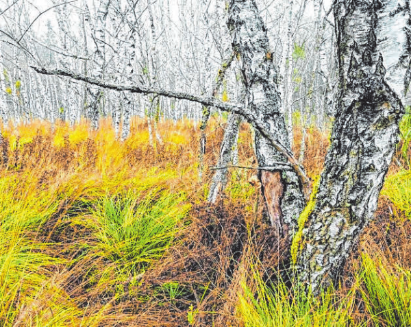 So Wachsen Im Landkreis Mehr Laub Und Mischw Lder Holzernte Wurde