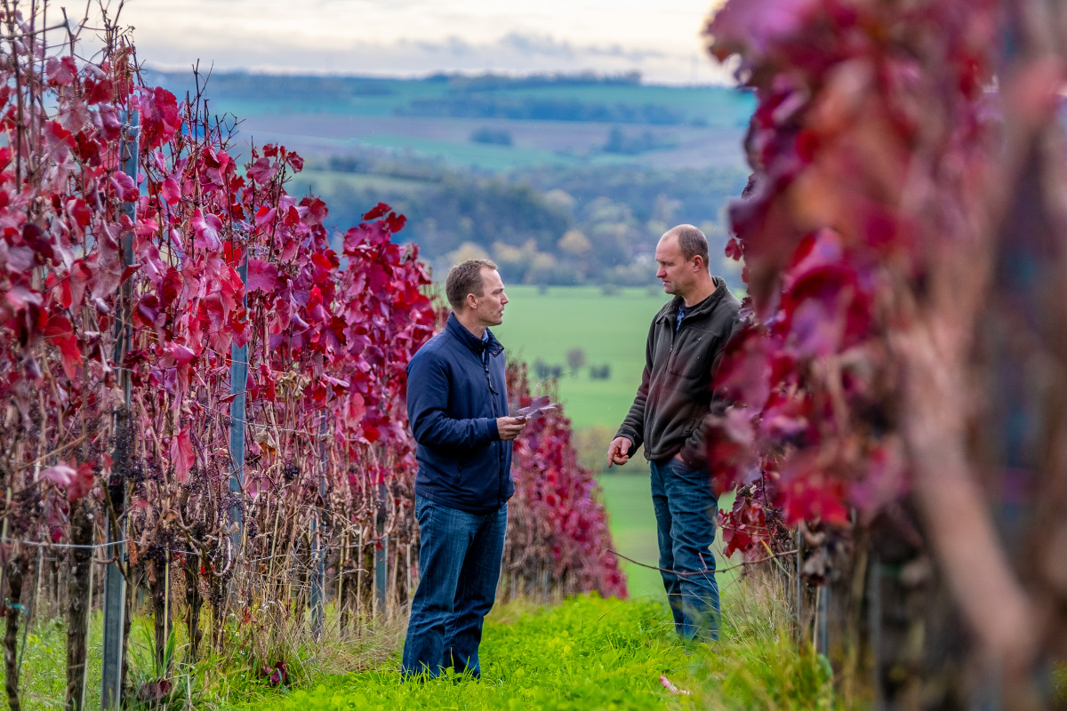 Wie der Wein dem Klimawandel trotzt: Forschungsprojekt des Landesweinguts Kloster Pforta