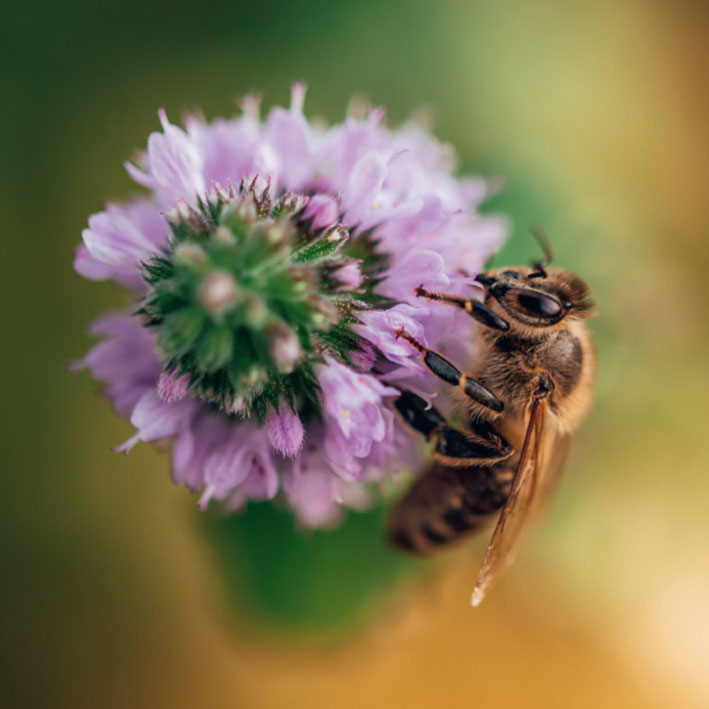 Was machen Bienen eigentlich im Winter?-3