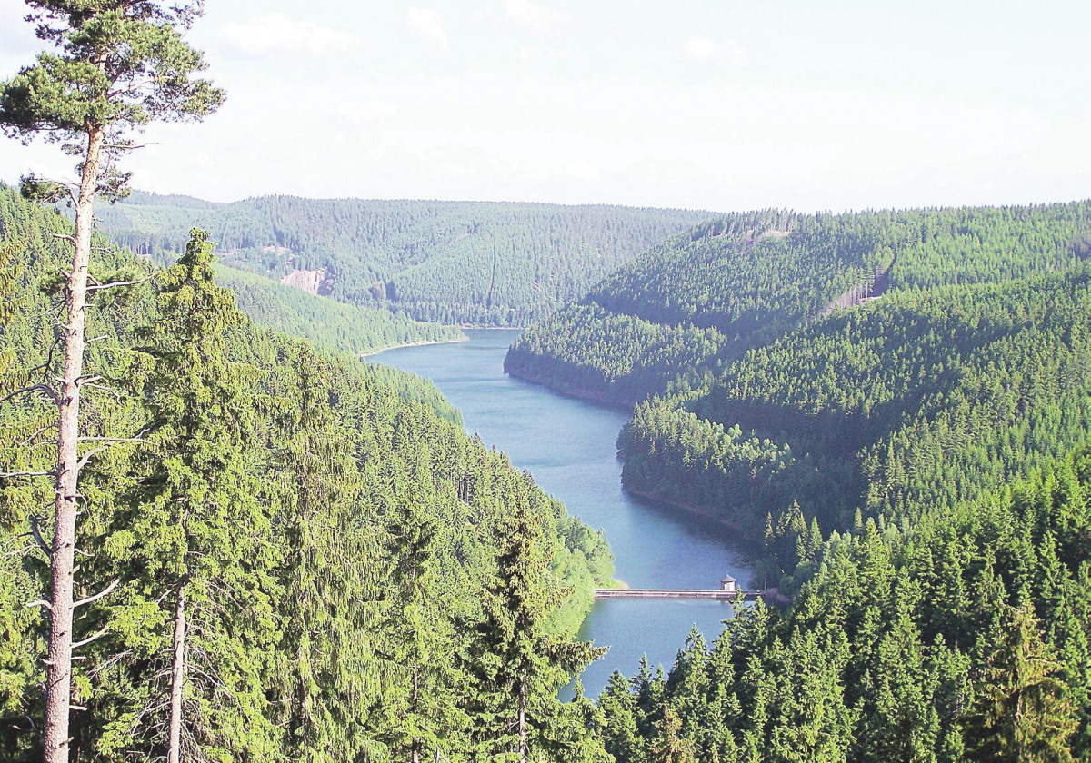 Der WALD - Das Thüringer MULTITALENT