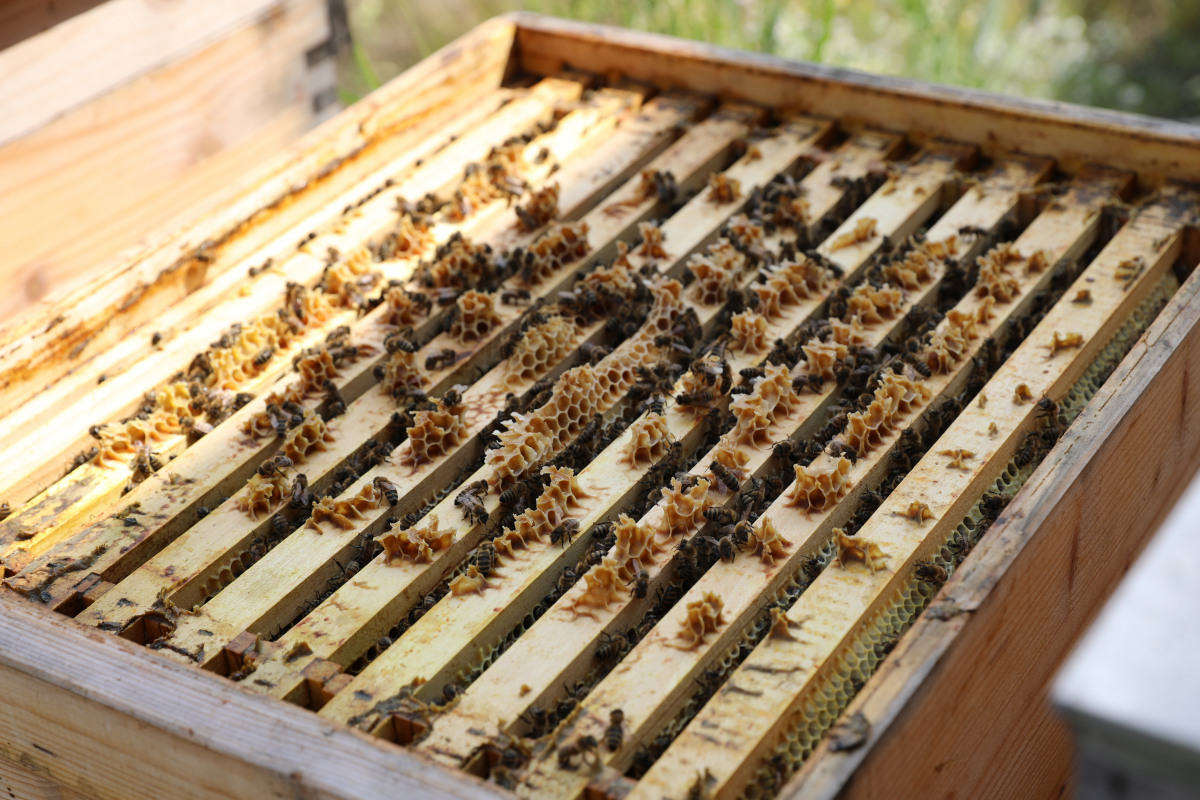 Beste Aussichten für die Glücksbienen