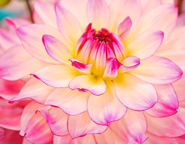 Dahlienliebhaber, die die Blumen vorgezogen haben, können sie jetzt dann langsam auspflanzen. Foto: fluwel.de