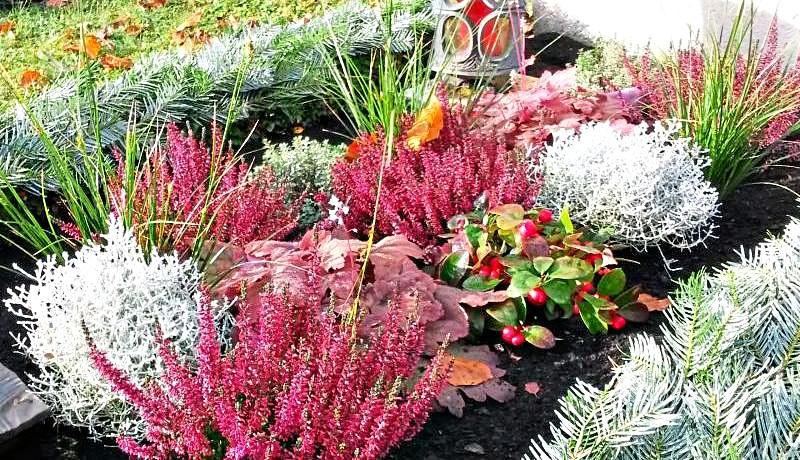 Recht pflegeleicht ist diese farbenfrohe Winterbepflanzung auf einem Einzelgrab mit Tannenabdeckung als Umrandung. Foto: Treuhandgesellschaft bayerischer Friedhofsgärtner mbH