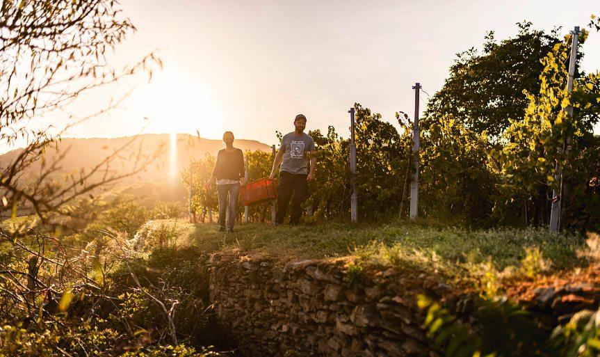 Herbstzeit ist auch „Weinzeit“﻿-10