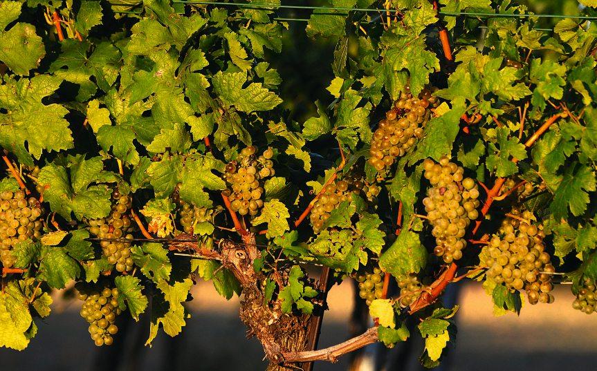 Herbstzeit ist auch „Weinzeit“﻿-9