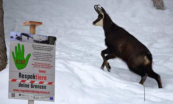 Wald, Wild und Wintersport-2