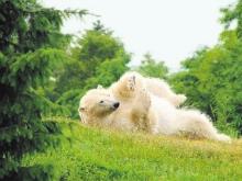 Reise-Trends 2018: Neues Polarium mit Eisbären im Rostocker Zoo