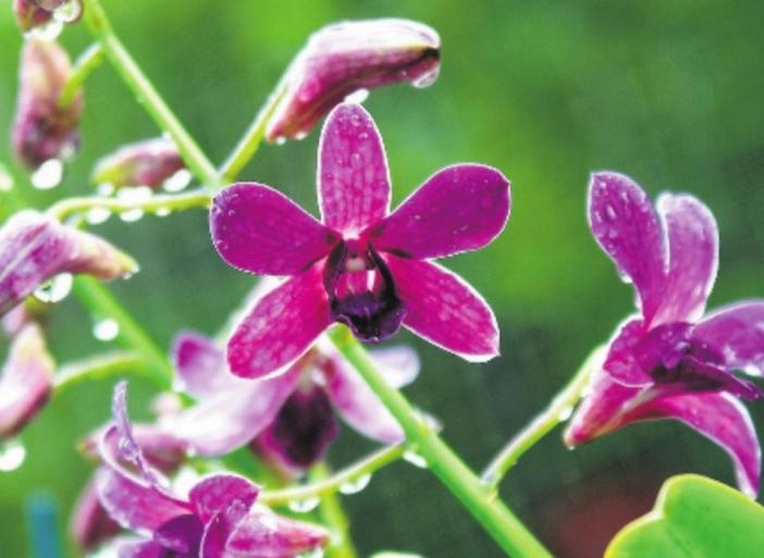 Wohlfühlprogramm für Orchideen 