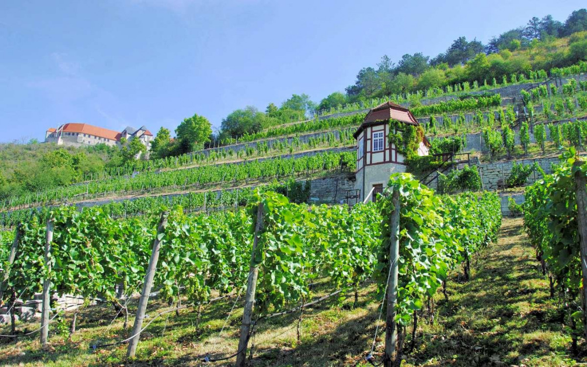 Herzoglicher Weinberg in Freyburg: Land aus Wein und Stein 