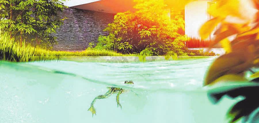 Projekt Der eigene Gartenteich Schwäbischer Verlag