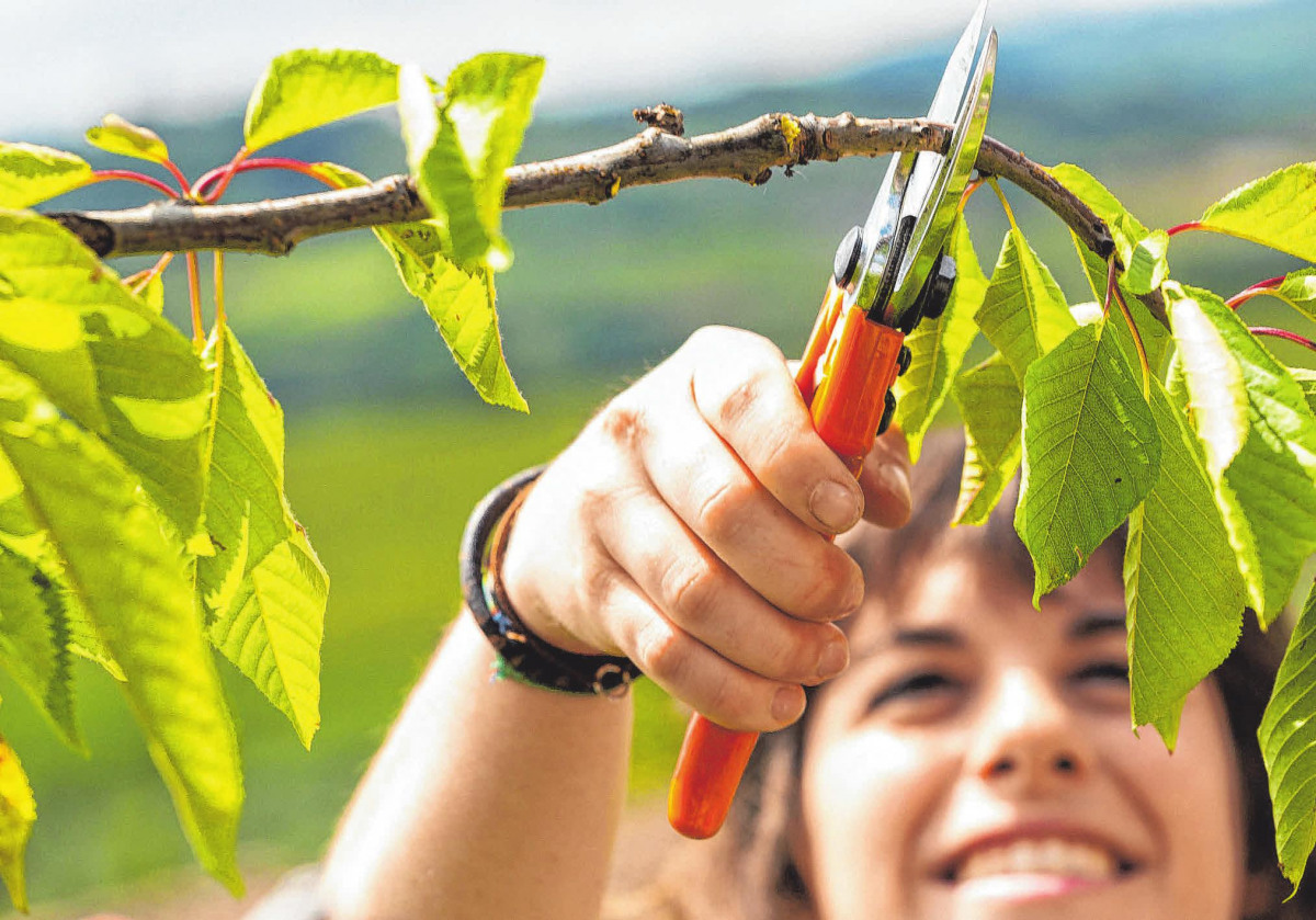 Im Herbst Bäume und Sträucher für neues Wachstum schneiden