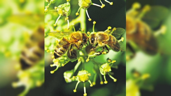Blüten für Bienen