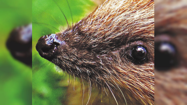 Laufgitter-Abdeckung Für Haustiere – Wasserdicht & Sonnengeschützt