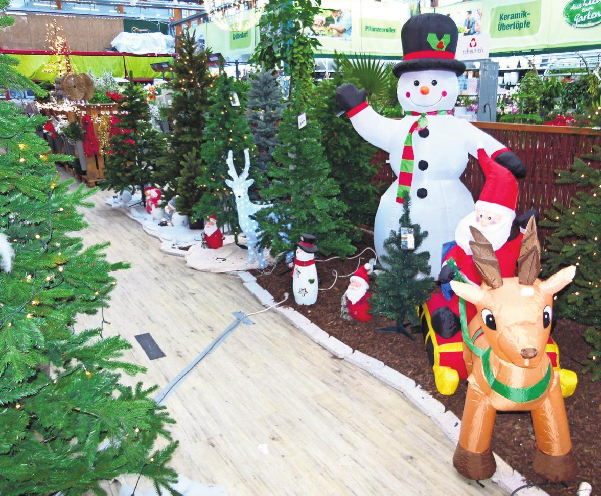 Bio-Weihnachtsbäume gibt es in drei Sorten-2