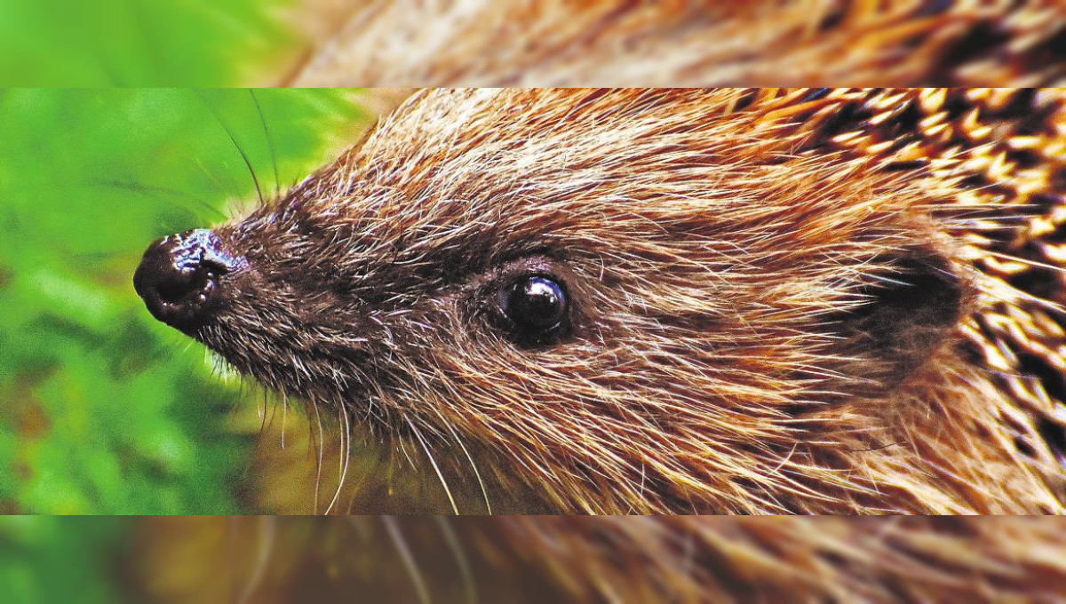 Unterschlupf für Bienen und Igel