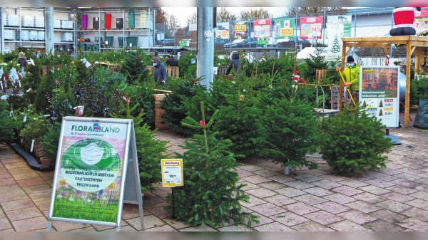 Bio-Weihnachtsbäume gibt es in drei Sorten