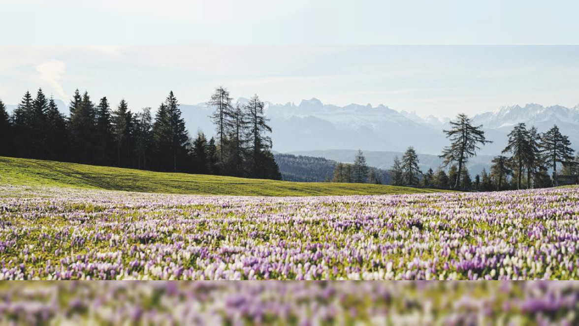 Farbenprächtige Blumenwiesen. Foto: IDM Südtirol-Alto Adige | Manuel Ferrigato