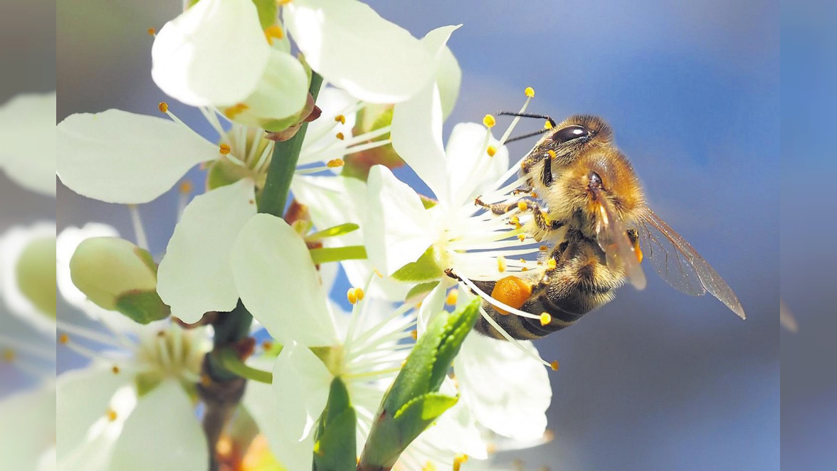 Schützenswert wie vieles andere auch in der Umwelt: eine Biene auf Kirschblüten Foto: www.pixabay.com/kie-ker