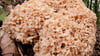 Eine Familie fand beim Pilzesammeln in der Lüneburger Heide ein besonderes Exemplar einer "Fetten Henne" vor: 15 Kilogramm brachte der Pilz auf die Waage.