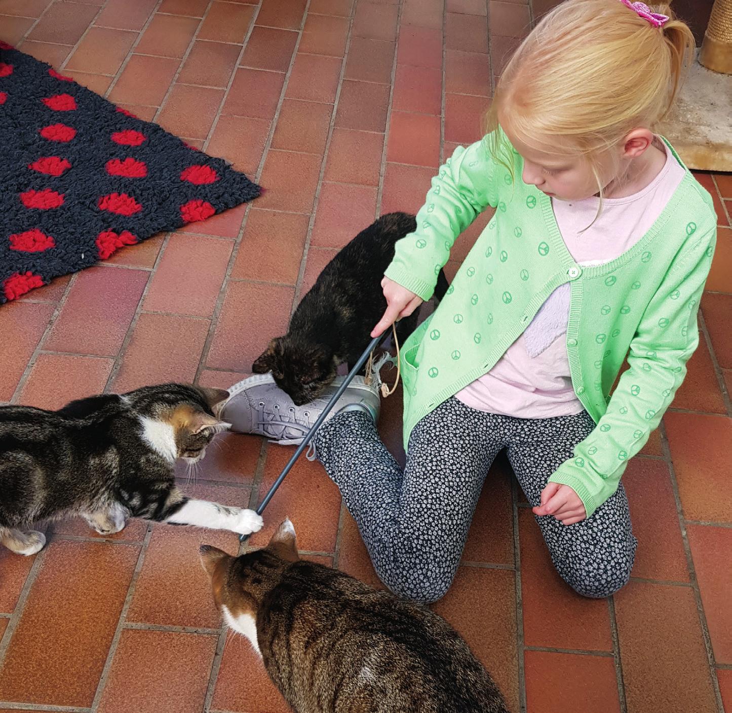 „Katzen-Streichler sind für uns Gold wert“, so Stefanie Söchtig vom Tierschutzverein Gifhorn-2