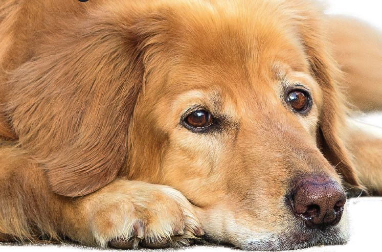 Tiere sind wichtige Helfer bei Therapien-2