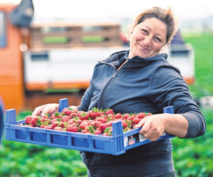 Calenberger Landhof in Gestorf baut seit 1997 Erdbeeren in Top-Qualität an-3
