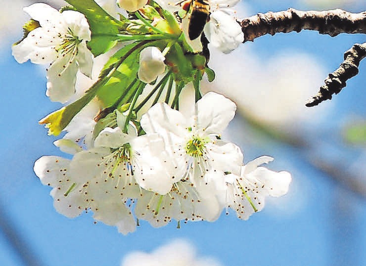 Pollen- und Nektarlieferanten-3