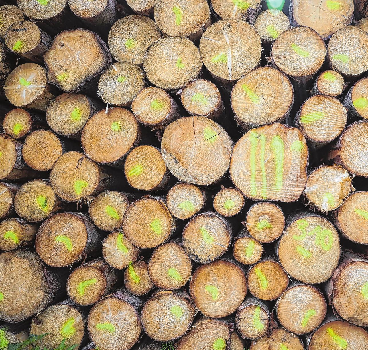 Holzbau und Zimmerer-Innung: Zu wenig Bauholz? Im Landkreis Reutlingen kein Thema-2