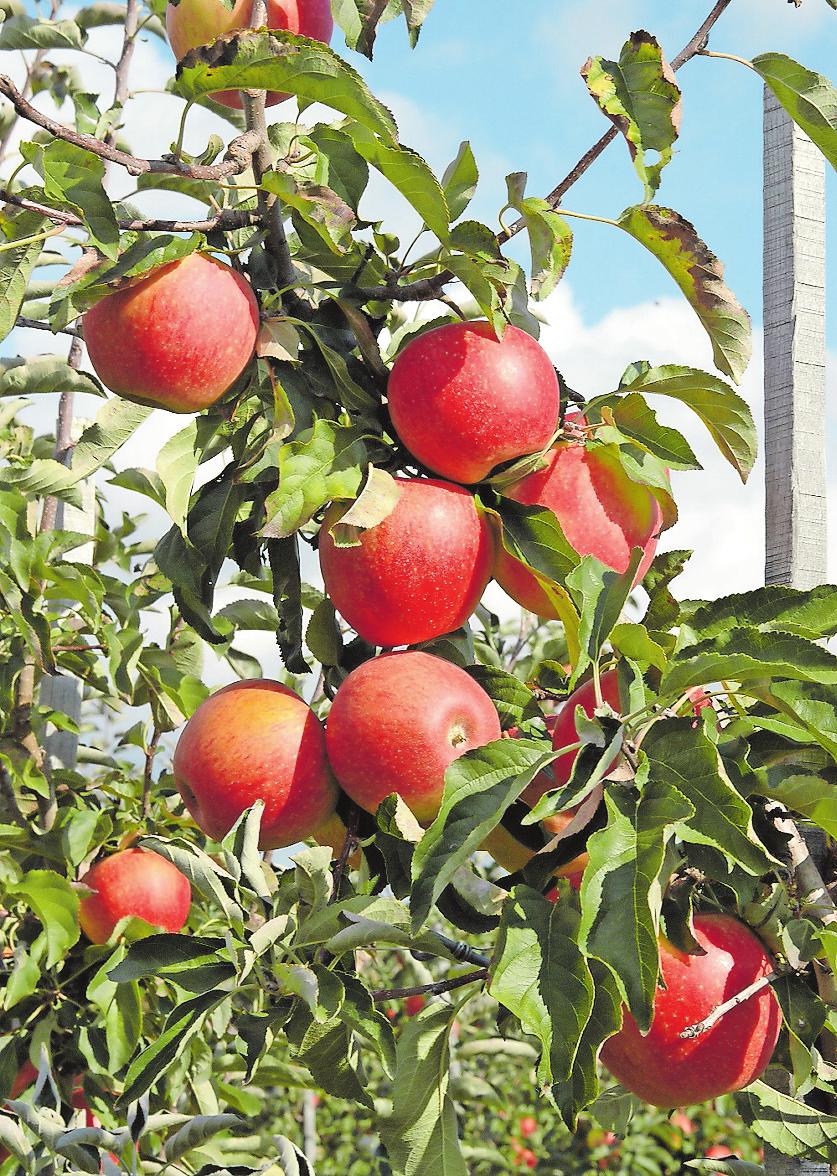 Apfelprobiertage in Wachenheim und Niederkirchen: Sortenvielfalt entdecken-2