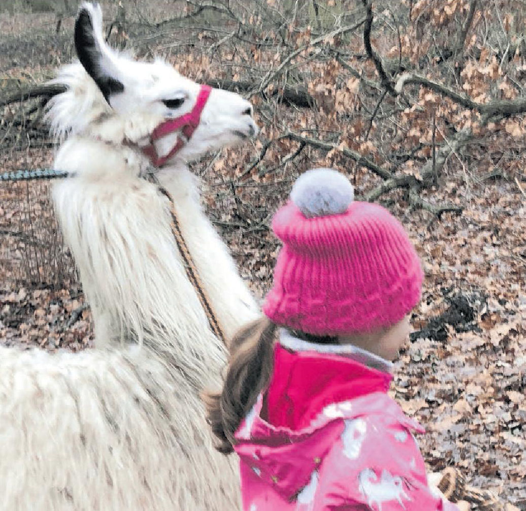 Waldweihnacht in Mutterstadt: Mit den Lamas durch den Winterwald-3