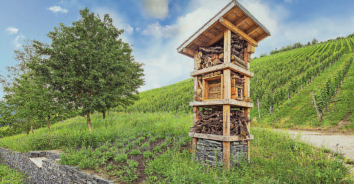 Riesling-Erlebnisweg an der Ruwer - Trierischer Volksfreund