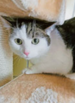 Tierheim Trier-Zewen & Altrich:Hunde/Katzen zum Adoptieren - Trierischer Volksfreund
