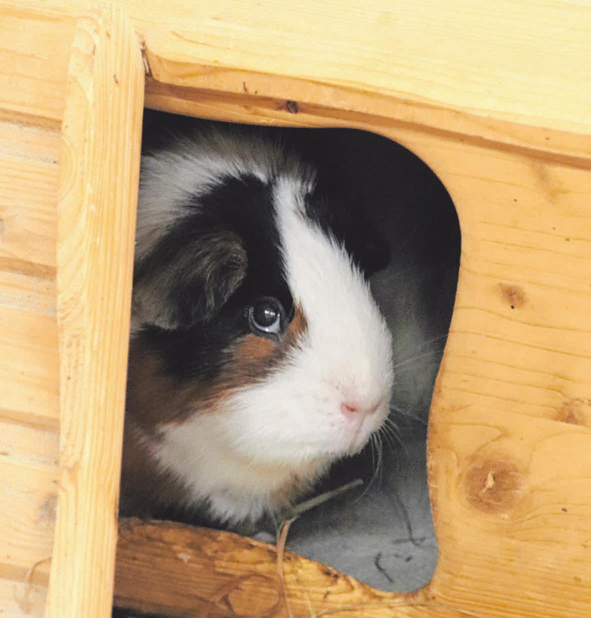 Pater-Agnellus-Schneider-Tierheim in Biberach: Ein großes Fest für alle Tierfreunde-2