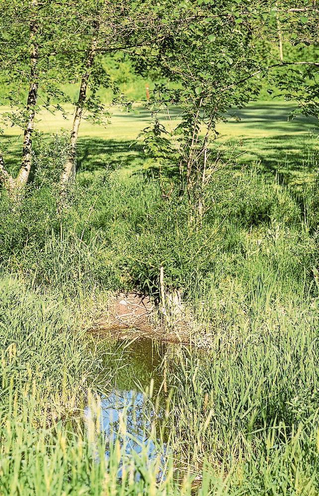 Golfen soll nachhaltiger werden-6