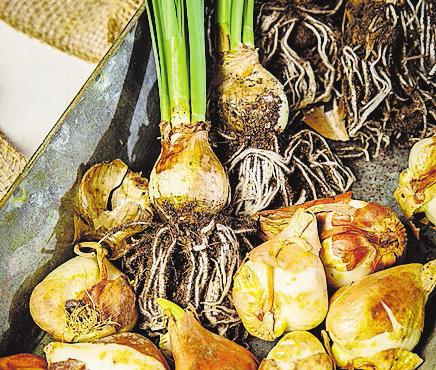 Hauenstein Gartencenter Rafz: Blumenzwiebeln/Frühjahr - Tagblatt