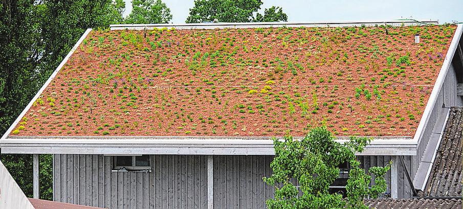 Blühendes Dach des Otto Keller Gartenbaus in Zihlschlacht-2