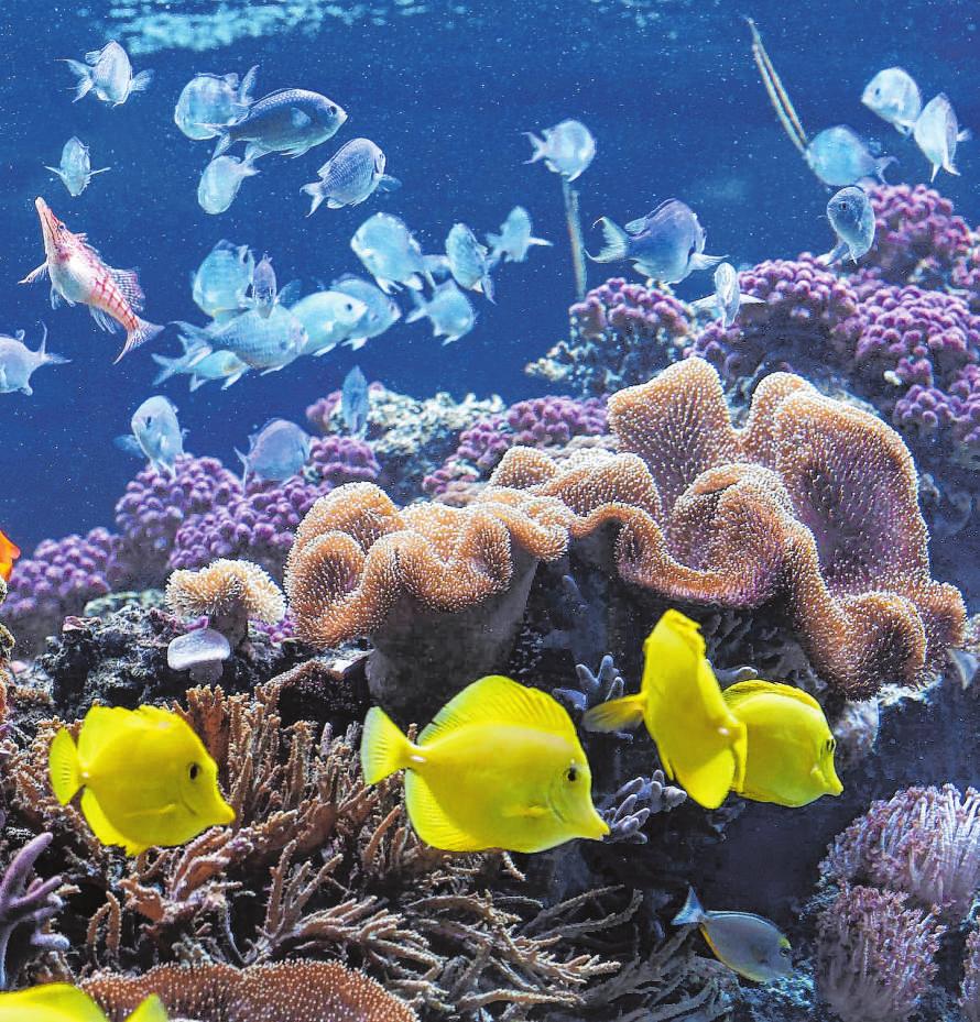 Eintauchen in eine faszinierende Unterwasserwelt: Sea-Life-Tickets für Speyer gewinnen-2