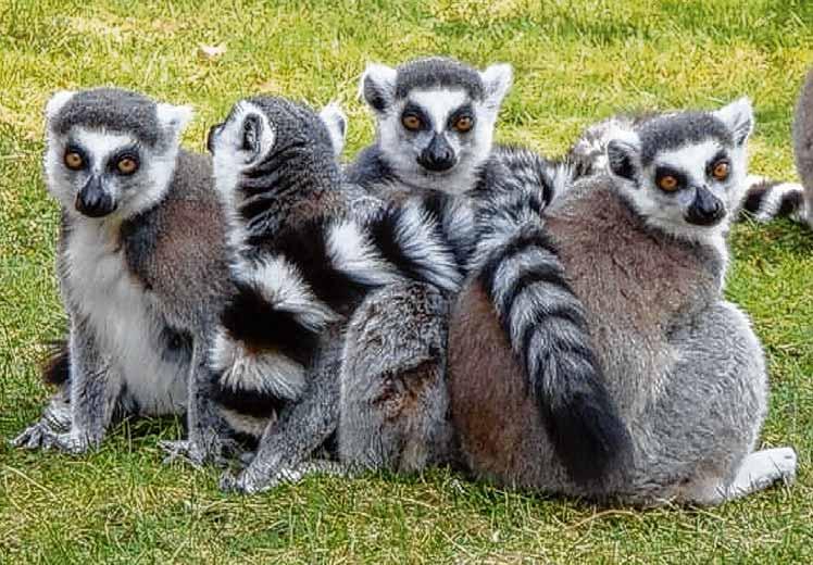 Tiergarten mit Primaten aus Madagaskar-2