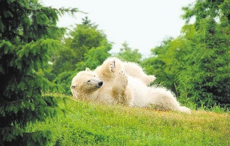 Reise-Trends 2018: Neues Polarium mit Eisbären im Rostocker Zoo-2