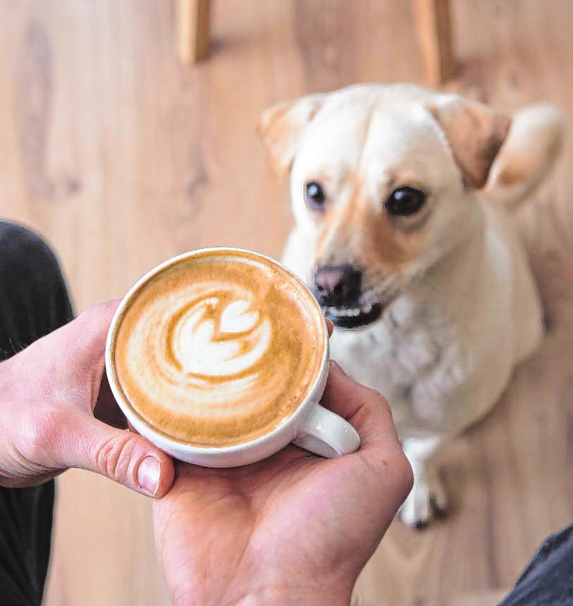Kaffeegenuss mit Hundeblick-4