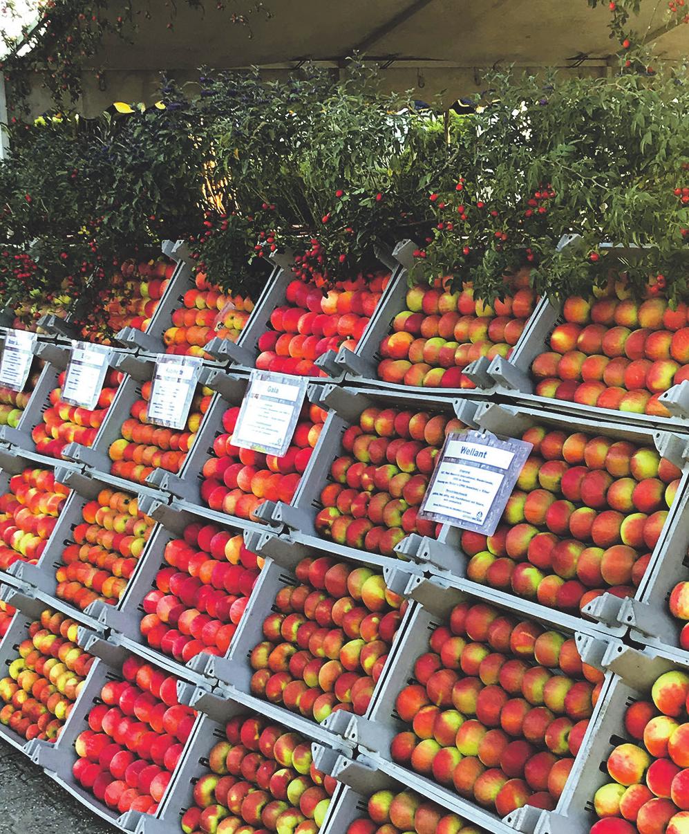 Ein Fest für die Sinne - Der Gartenhof Becker in Pulheim-Stommeln lädt ein zu seinem Apfel- und Gartenfest am Samstag, 17. September und Sonntag, 18. September-3