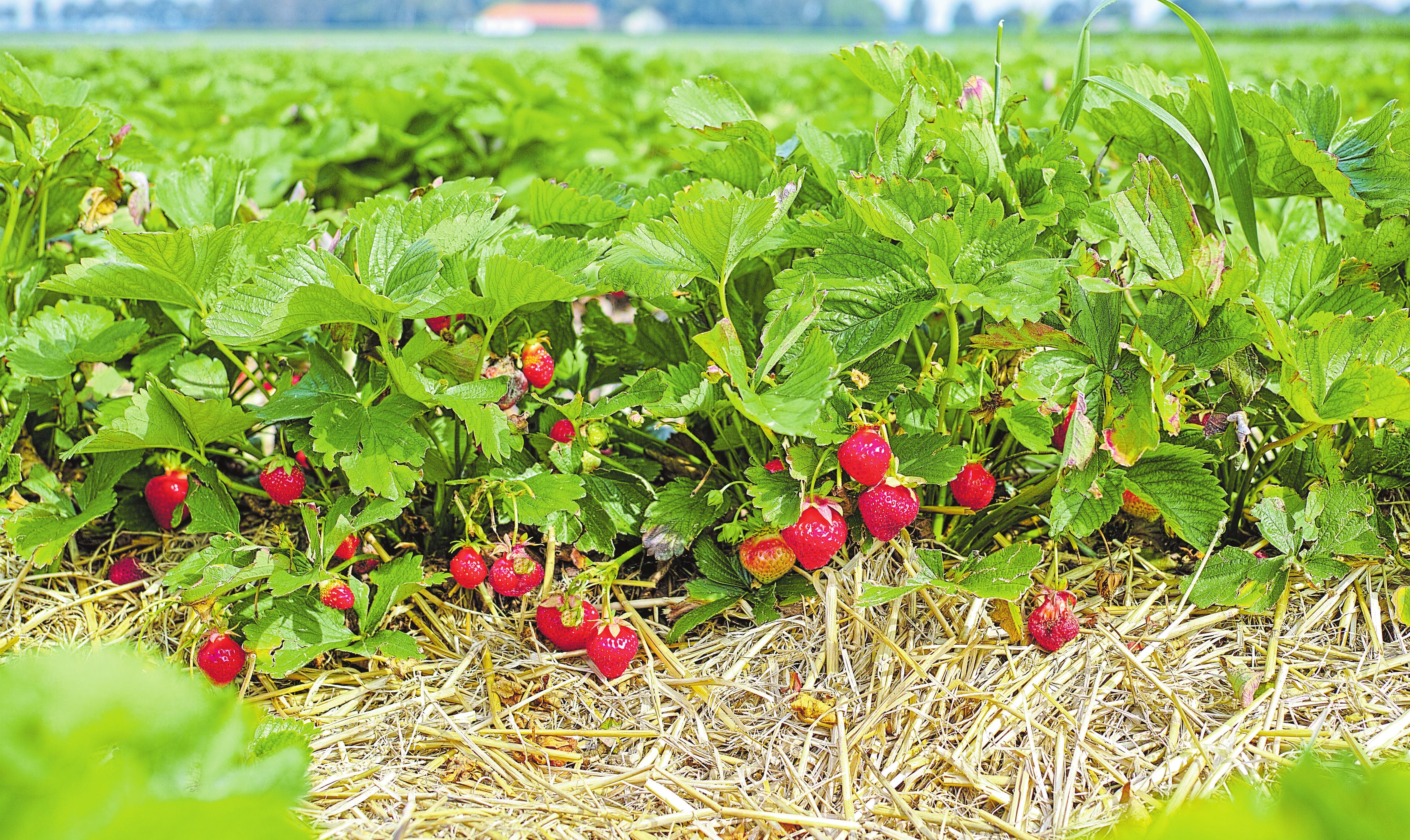 Köstlich aus dem Beet und vom Balkon-2