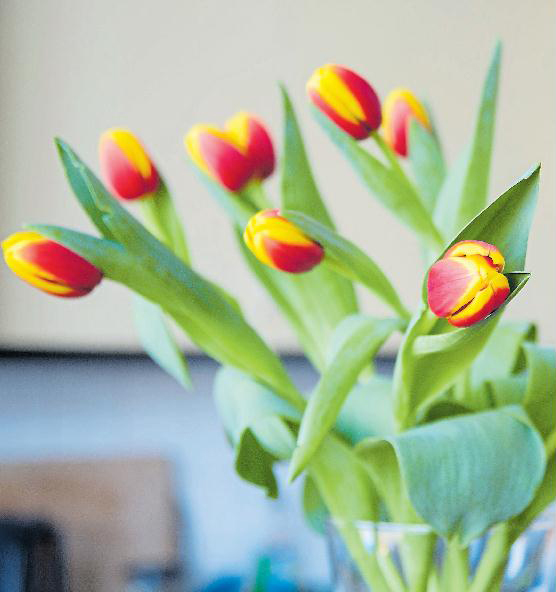 Tulpen länger frisch halten-2