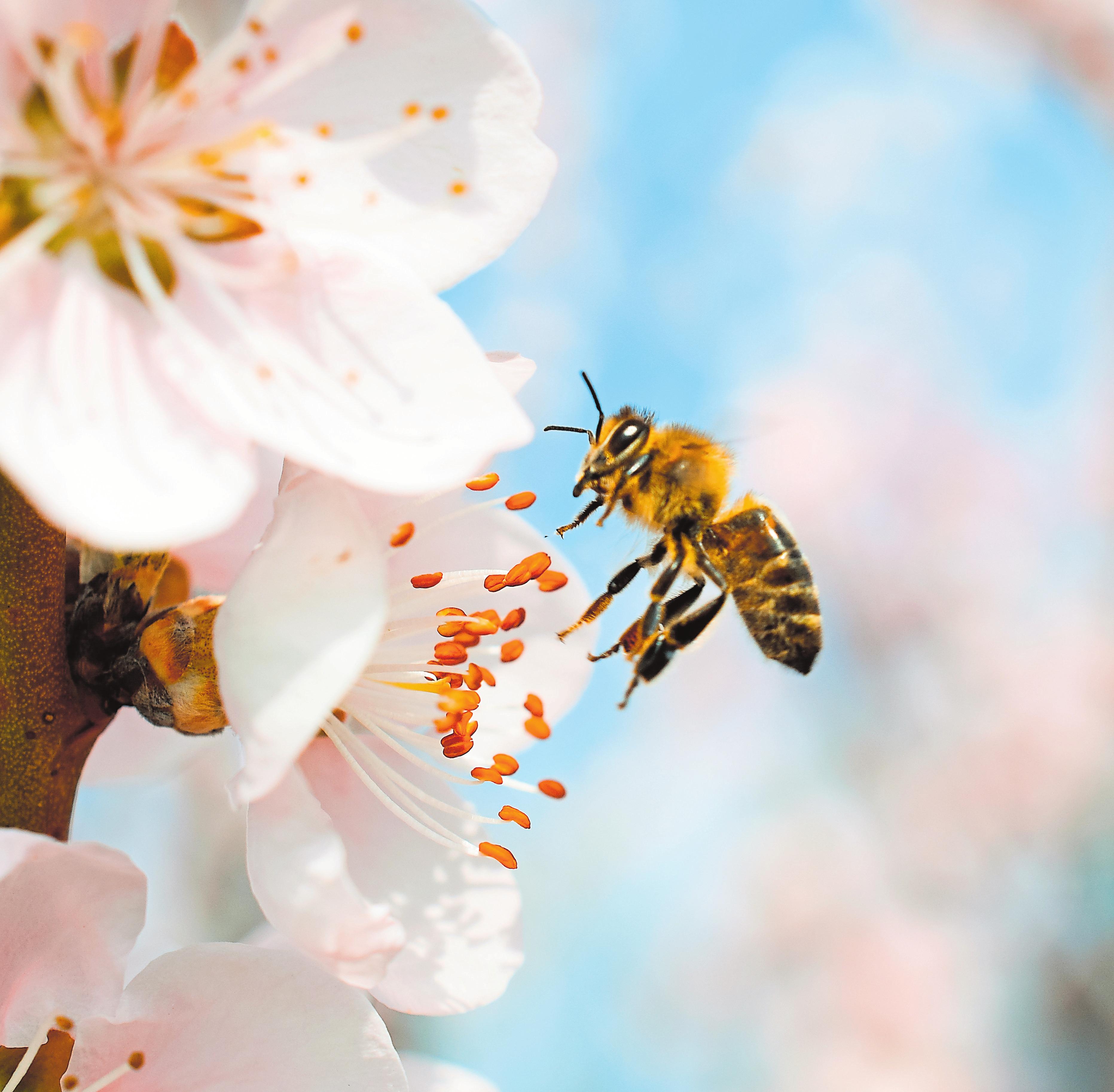 Vorurteile rund um Wespen und Bienen im Check-3