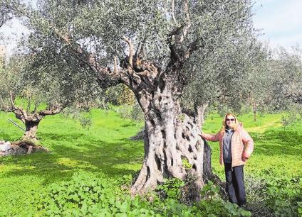 «Il faut conserver l’huile d’olive comme un vin»-4