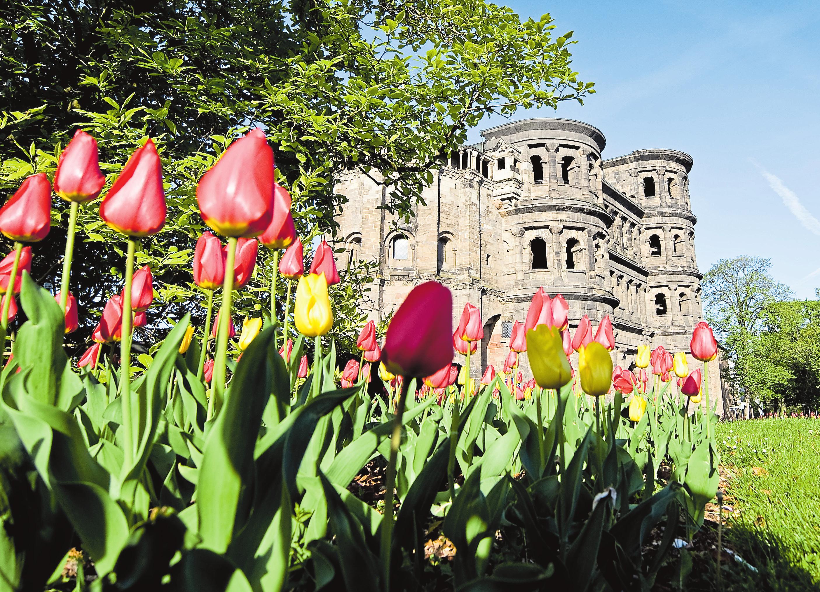 Trier erblüht -3