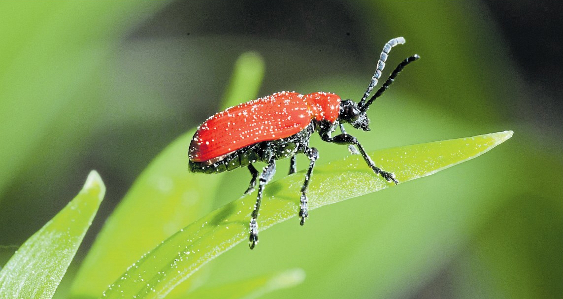 Gefräßiger Roter Käfer im Garten-2