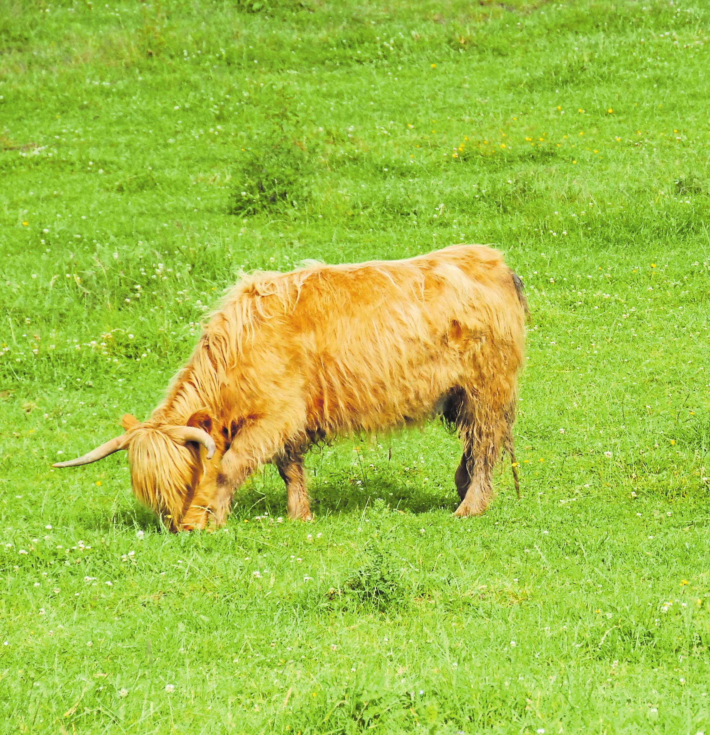 Weiswampach in einigen Zahlen-4