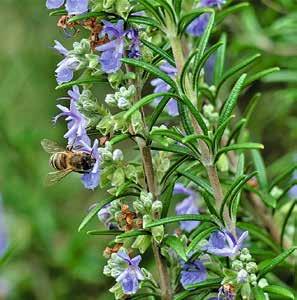 Klimaschützer und Insektenfreund-6