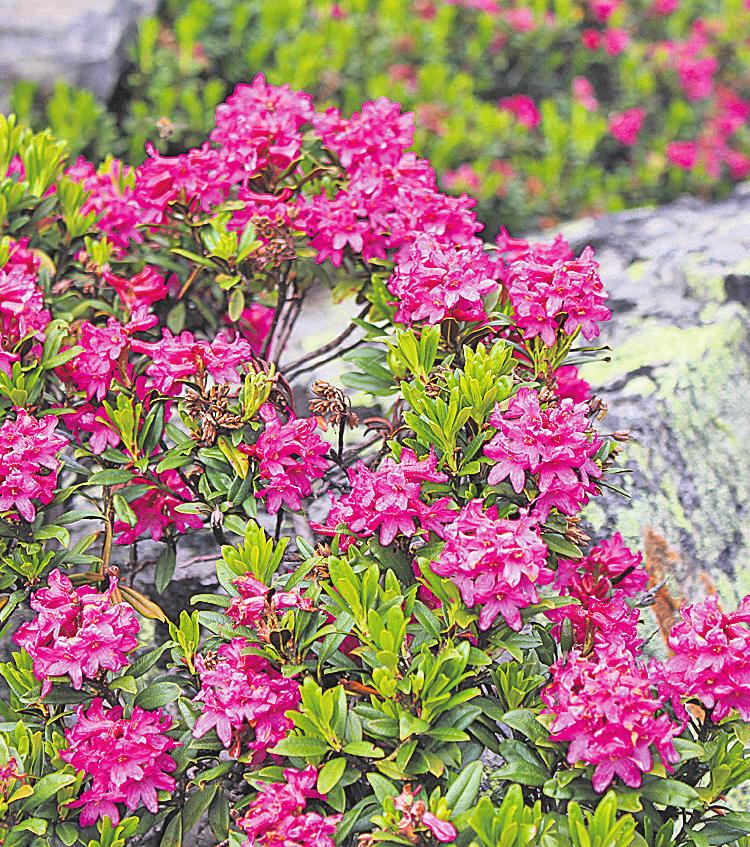Alpenblumen und ihre besondere Bedeutung-2